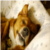 :iconGreenteam00fin:
