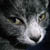 :icongreenxpugsley: