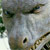 :icongreer-dragon: