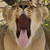 :icongregoo23: