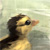 :icongregorcz: