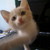 :icongregorynomura: