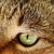 :icongrek2384:
