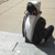 :icongrem91: