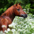 :icongreta-98: