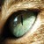 :icongretchdragon: