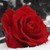 :icongrewangel:
