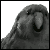 :icongreygrawr: