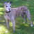 :icongreyhoundlover: