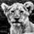 :icongreyhoundracer: