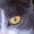 :icongreykiitten: