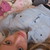 :icongreykish: