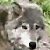:icongreywolf09: