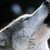 :icongreywolf67: