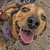 :icongreywolfdog: