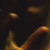 :icongrichavassilievitch: