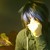 :icongrieffergod: