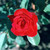 :icongriffinphoto: