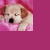 :icongrilledcheez714: