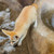 :icongrimalur: