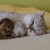 GrimmJawLover :icongrimmjawlover: