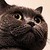 :icongrimmsever: