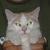 :icongringam: