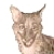 :icongrinsterkatze:
