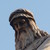gris-athee :icongris-athee: