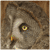 :icongrisling: