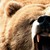 :icongrizzlybear116:
