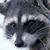 :iconGrizzlyCoon: