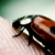 :icongrodis: