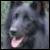 :icongroenendael: