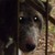 :icongrolm: