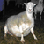 :icongrongerthegoat: