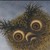 :icongrowingsunflowers: