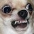 :icongrowlingchihuahuaplz: