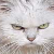 :icongrrcatplz: