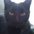 :icongrrrrkitteh: