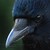 :icongrueni85: