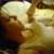 :icongryfalcon: