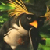 :icongryphmage: