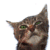 :icongrzana92: