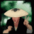 :icongtoast33: