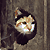 :iconguachipilotes: