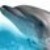 :iconguardchik1109: