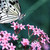 :iconguardian-of-roses: