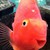 :iconguddoshy: