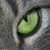 :iconguesswho5545: